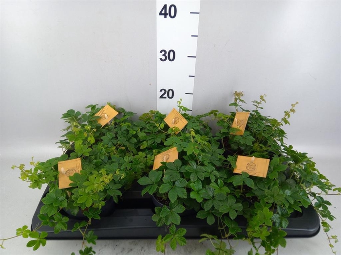 Parthenocissus inserta