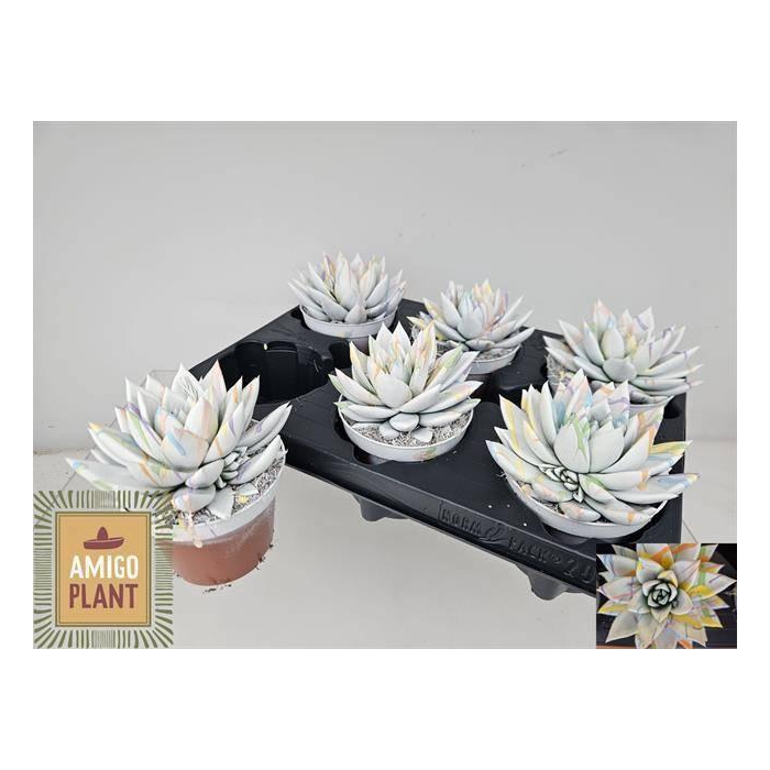 <h4>ECHEV MIRANDA</h4>