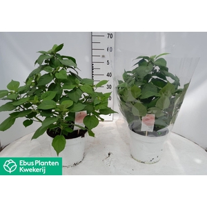 HIBISCUS M LU WHITE