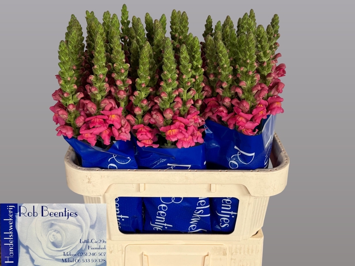 <h4>Antirrhinum Antibes Rose</h4>