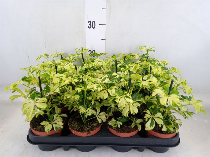 <h4>Schefflera arbor. 'Janine'</h4>