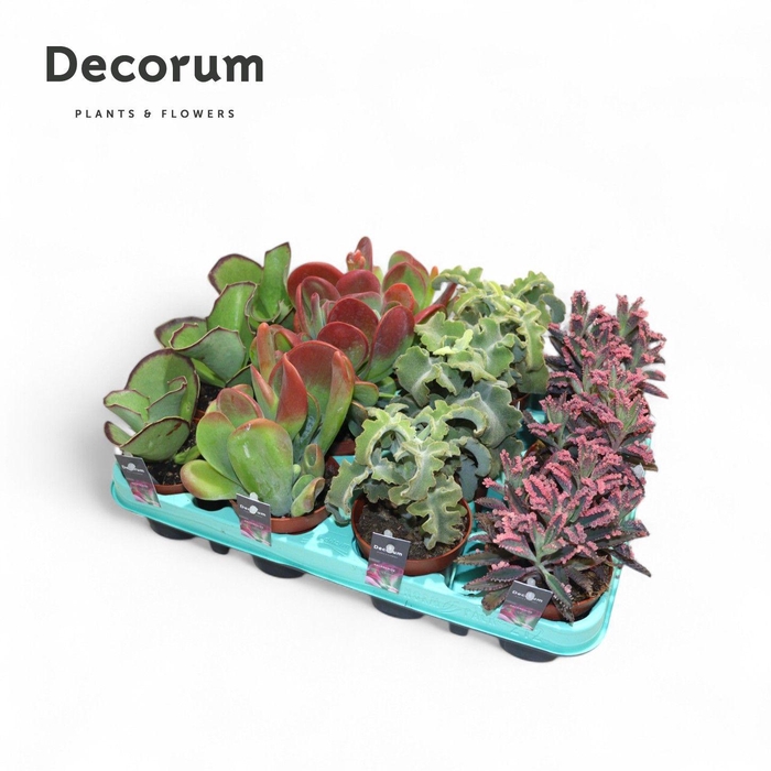 <h4>Kalanchoe Mix (Decorum)</h4>