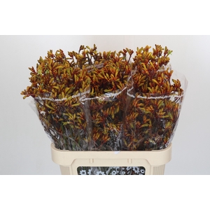 Anigozanthos Gold Fever