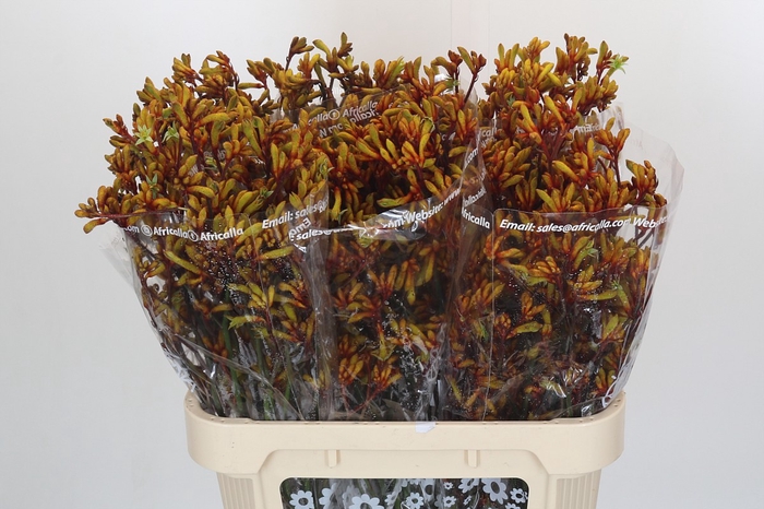 Anigozanthos Gold Fever