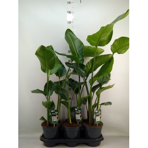 Strelitzia nicolai