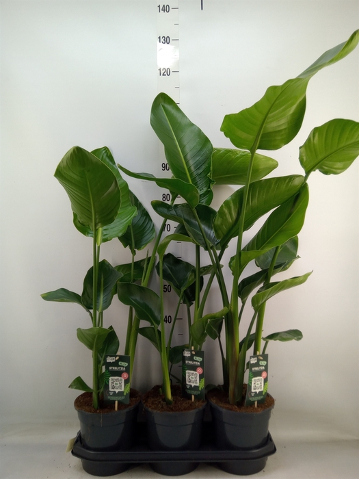 <h4>Strelitzia nicolai</h4>