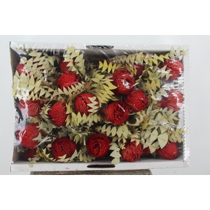DF Banksia Baxterii Red