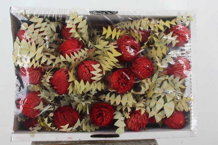 <h4>DF Banksia Baxterii Red</h4>