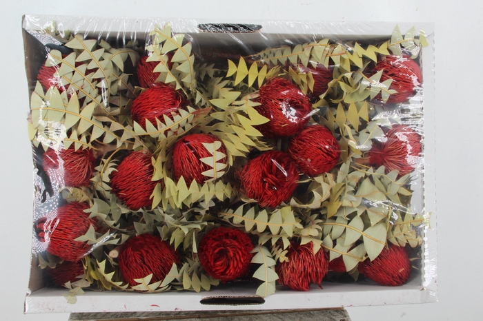 <h4>DF Banksia Baxterii Red</h4>