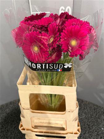 <h4>Ge Gr Riley</h4>