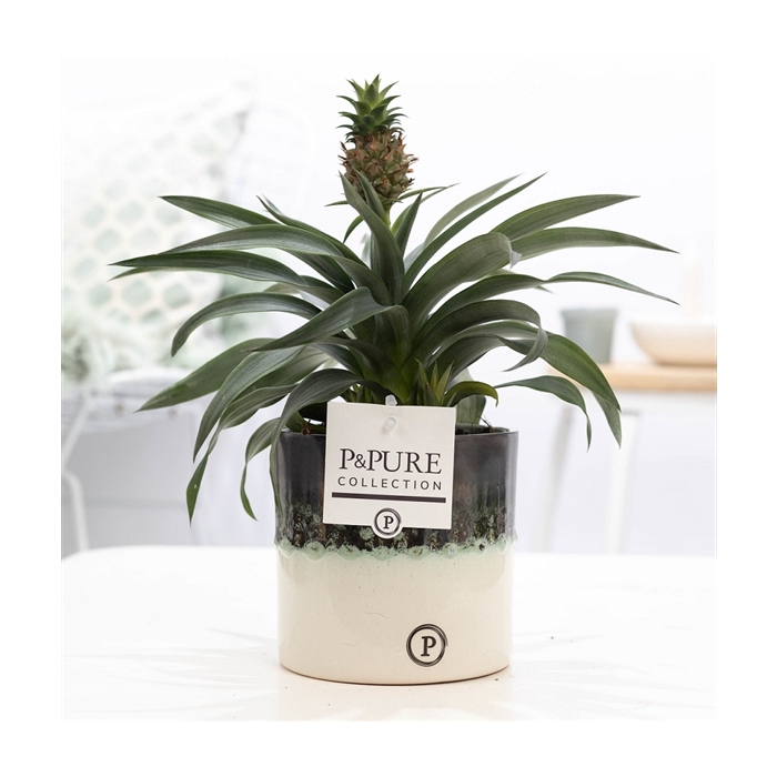 <h4>Ananas Rosita in P&PURE Illusion cer. (perfectly imperfectable</h4>