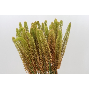 Eremurus Emmy Ro