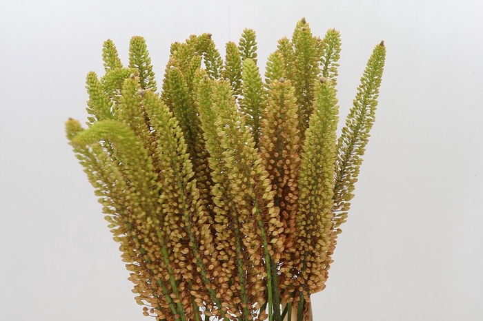 <h4>Eremurus Emmy Ro</h4>