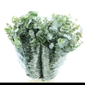 EUC CINEREA PER BOS