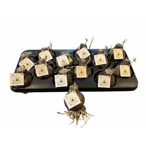 BLOEMBOL HIPPEASTRUM