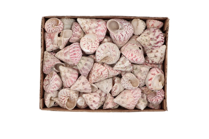 <h4>Shells Barnacle Mini P/380 Gram</h4>