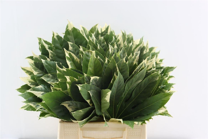 <h4>Aralia Variegata 45cm</h4>