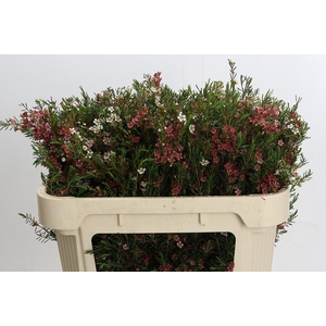 Chamelaucium uncinatum 'My Sweet 16'