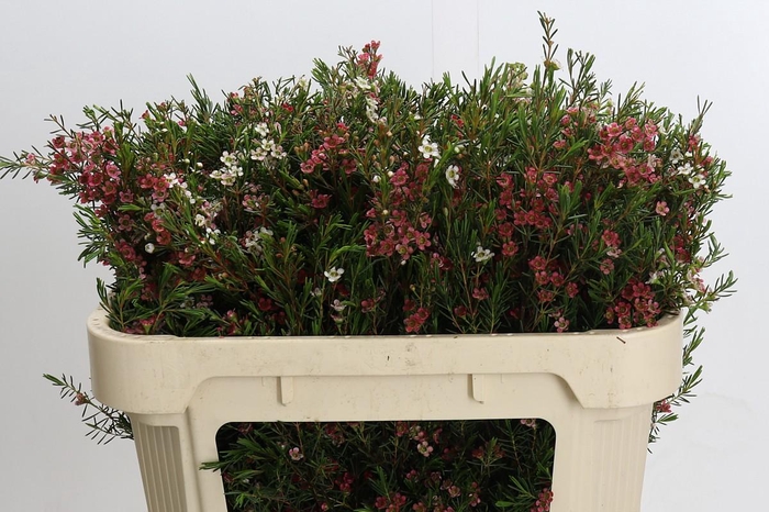 Chamelaucium uncinatum 'My Sweet 16'