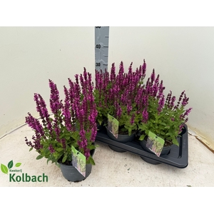 SALVIA NE SE DP ROSE