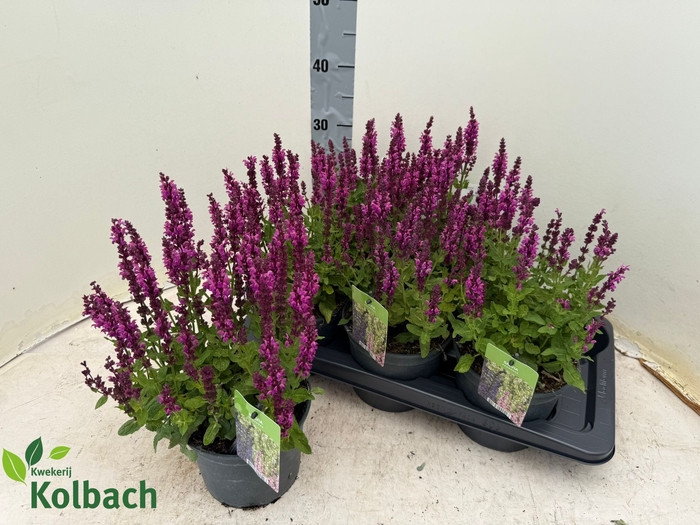 <h4>SALVIA NE SE DP ROSE</h4>