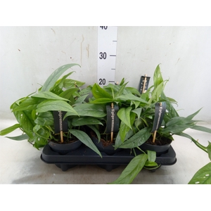 Epipremnum pinn. 'Cebu Blue'