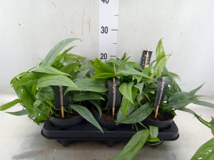 <h4>Epipremnum pinn. 'Cebu Blue'</h4>