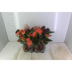 ANTHURIUM VARIADO P09