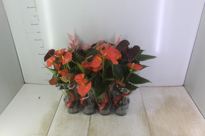 <h4>ANTHURIUM VARIADO P09</h4>