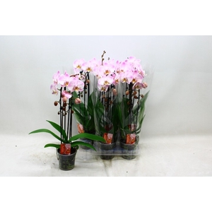 PHAL EL CASCADE