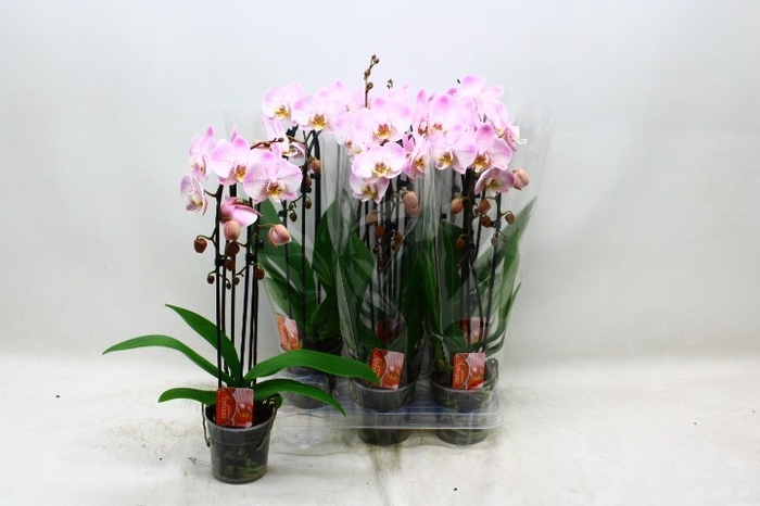 <h4>PHAL EL CASCADE</h4>
