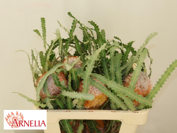 <h4>BANKSIA PRIONOTES</h4>