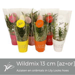 Lilium Lily Looks Wild 6 kleuren mix [Az/Or Lelie]