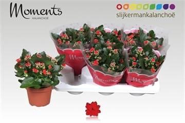 <h4>KALAN CALAN RED P15</h4>