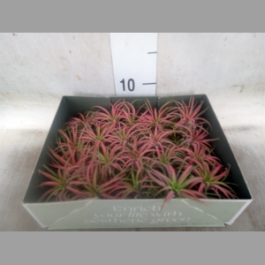 Tillandsia