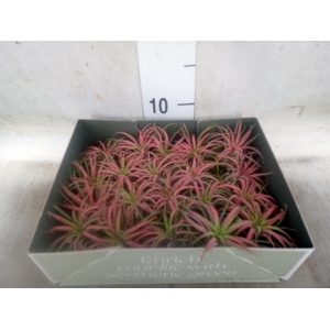 Tillandsia