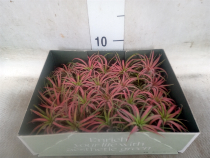 <h4>Tillandsia</h4>