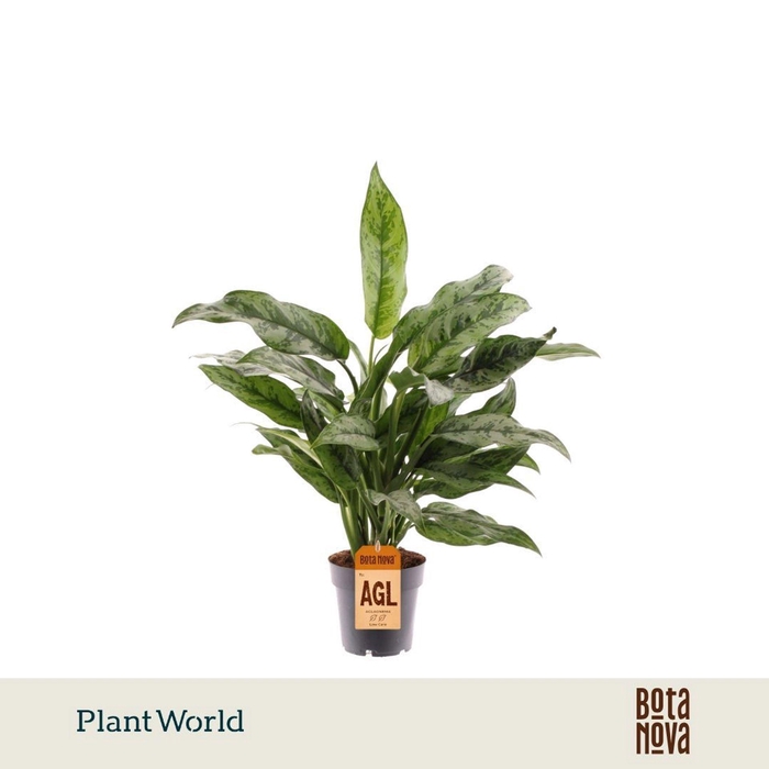<h4>Aglaonema overig</h4>
