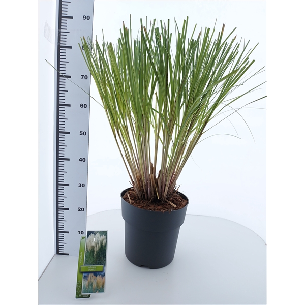 <h4>Cortaderia selloana 'Pumila'</h4>