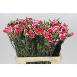 Dianthus Sp Symply Cherry