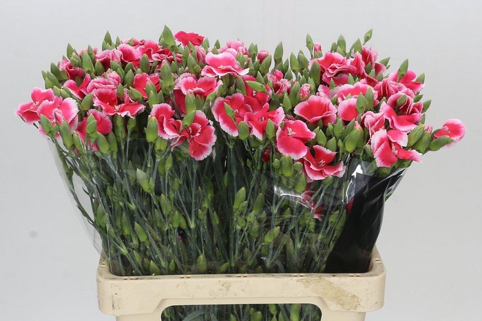 <h4>Dianthus Sp Symply Cherry</h4>