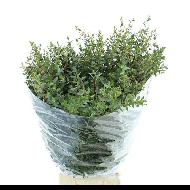 <h4>EUC PARVIFOLIA P BS</h4>