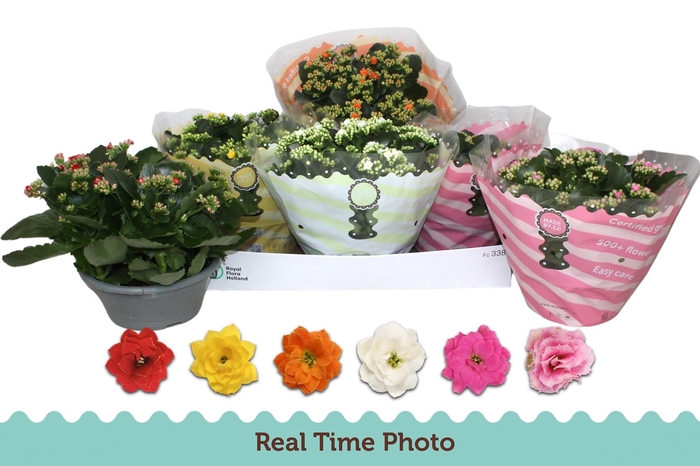 <h4>KAL GE GEM 6 KL</h4>