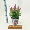 Buddleja Butterfly Candy Little Pin