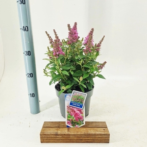 Buddleja Butterfly Candy Little Pin