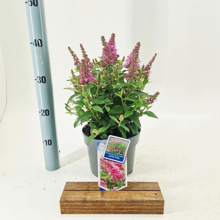 <h4>Buddleja Butterfly Candy Little Pin</h4>