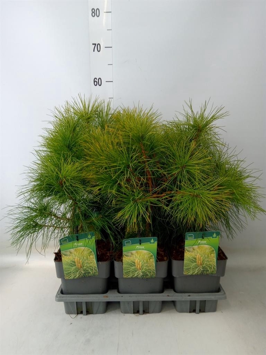 <h4>Pinus strobus</h4>