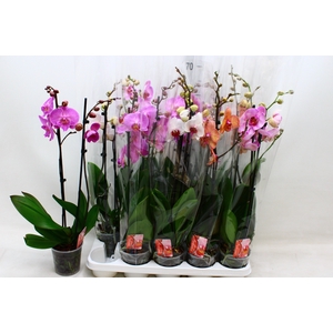 PHAL GEM