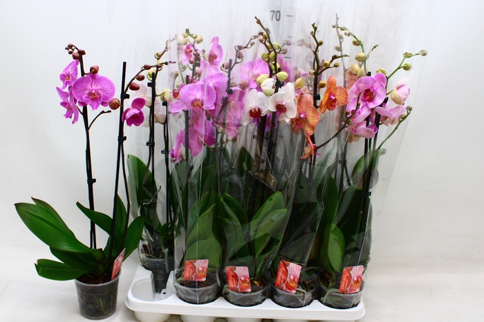 <h4>PHAL GEM</h4>