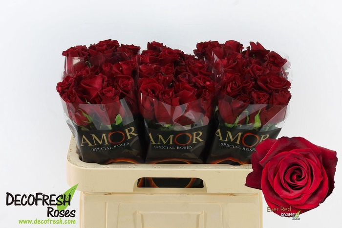 <h4>R Gr Ever Red</h4>